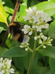 Bombus