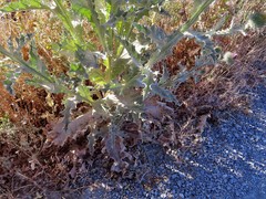 Onopordum acanthium