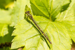 Coenagrion resolutum