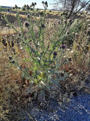 Onopordum acanthium