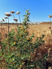 Scolymus hispanicus