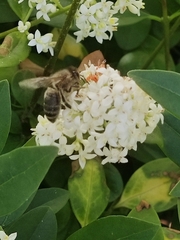 Apis mellifera