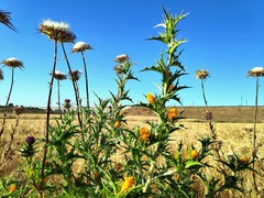 Scolymus hispanicus