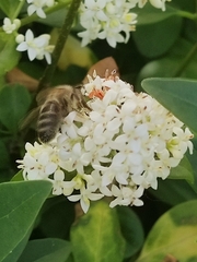 Apis mellifera