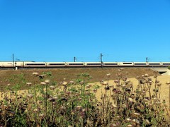 Silybum marianum