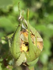 Insecta