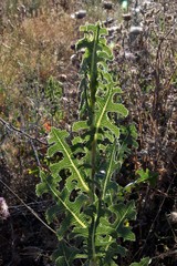 Lactuca serriola