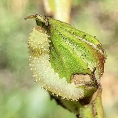 Insecta
