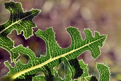 Lactuca serriola