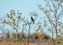 Emberiza calandra