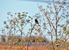 Emberiza calandra