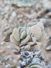 Crassula sericea var. sericea image