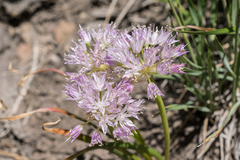 Allium lemmonii