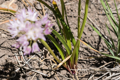 Allium lemmonii