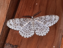 Percnia