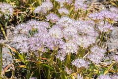 Allium lemmonii