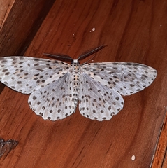 Percnia