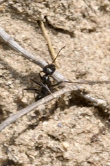 Cataglyphis aenescens