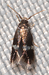 Stigmella quercipulchella