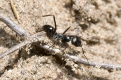 Cataglyphis aenescens