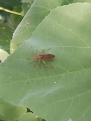 Burtinus notatipennis