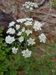 Oenanthe divaricata
