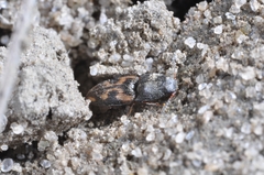 Negastrius pulchellus