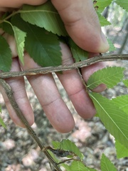 Ulmus alata