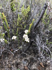 Macrostylis cauliflora