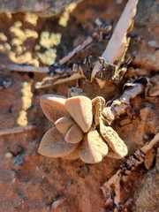 Crassula sericea var. sericea image