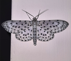 Percnia