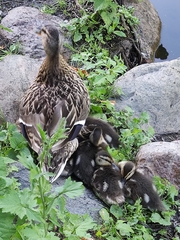 Anas platyrhynchos