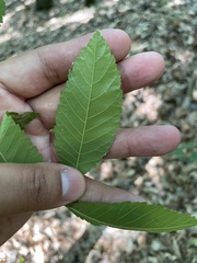 Ulmus alata