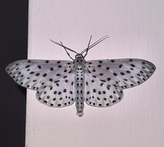 Percnia