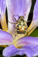 Trichiotinus piger