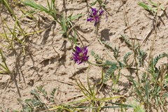 Astragalus onobrychis
