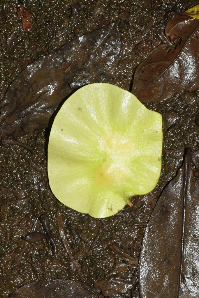 Pterocarpus hayesii