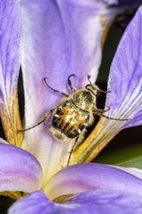 Trichiotinus piger