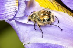 Trichiotinus piger