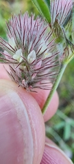 Trifolium arvense