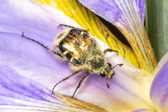 Trichiotinus piger