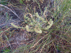 Funastrum hirtellum