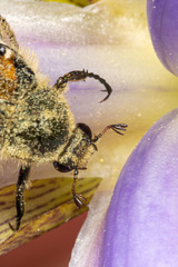 Trichiotinus piger