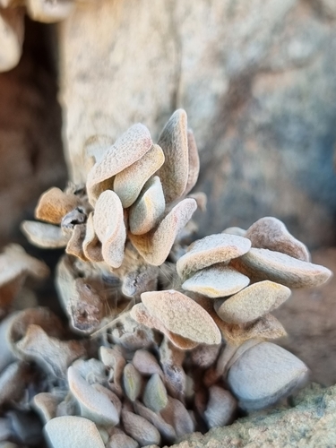 Crassula sericea