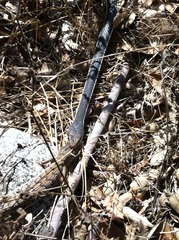 Masticophis lateralis lateralis