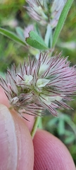 Trifolium arvense
