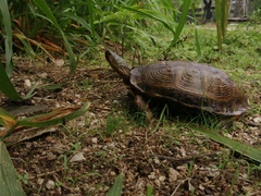 Rhinoclemmys pulcherrima pulcherrima