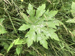Napaea dioica