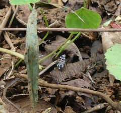 Hemithyrsocera vittata