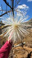 Pseudobombax palmeri